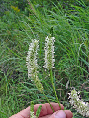 Photo: Sanguisorba canadensis