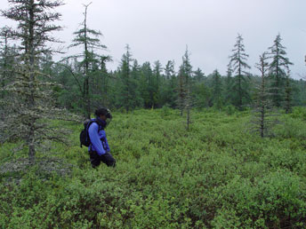 Circumneutral fen, Sawtelle Heath