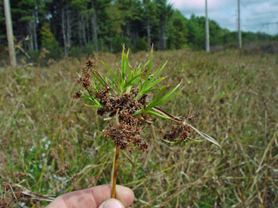 Photo: Georgia Bulrush