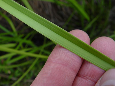 Photo: Long's Bulrush Leaf