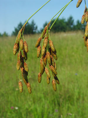 Photo: Scirpus pendulus