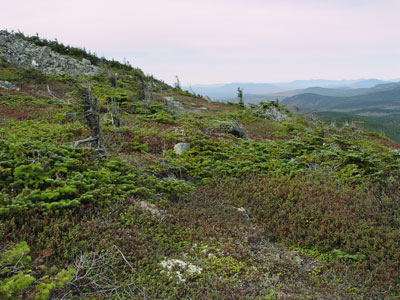Picture showing stunted trees and shrubs in Spruce - Fir Krummholz community