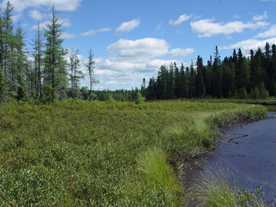 Picture showing Sweetgale Fen community