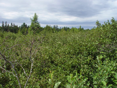 photograph of an alder shrub thicket
