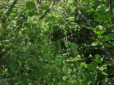 photograph of the interior of an alder shrub thicket