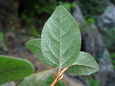 Photo: Shepherdia canadensis