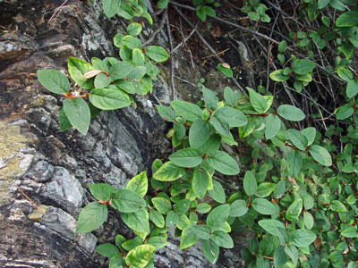Photo: Shepherdia canadensis