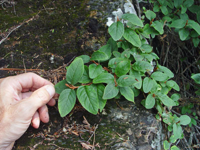 Photo: Shepherdia canadensis