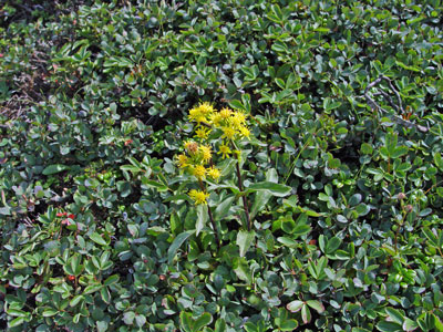 Photo: Solidago multiradiata