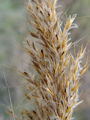 Photo: Sorghastrum nutans fruiting