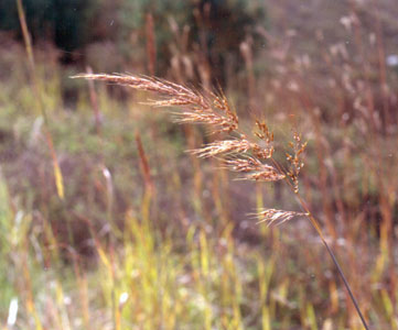 Photo: Sorghastrum nutans