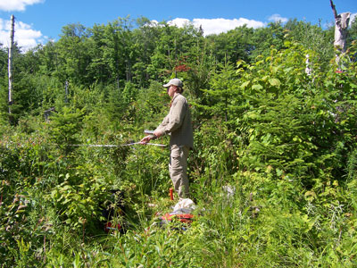 Photo: Ecologist working in a survey plot at St. John Ponds Ecoreserve