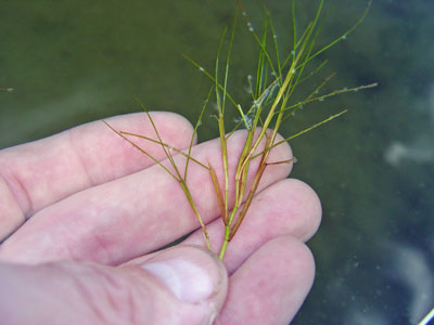 Photo: Northern Slender Pondweed