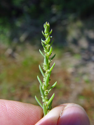 Photo: Suaeda calceoliformis