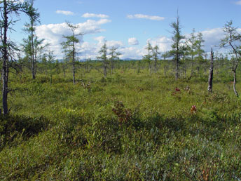 Tall sedge fen, Swimming Bog