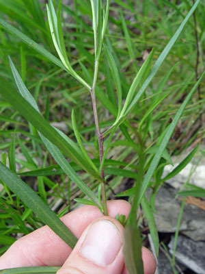 Photo: Symphyotrichum anticostense