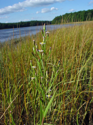 Photo: Symphyotrichum subulatum