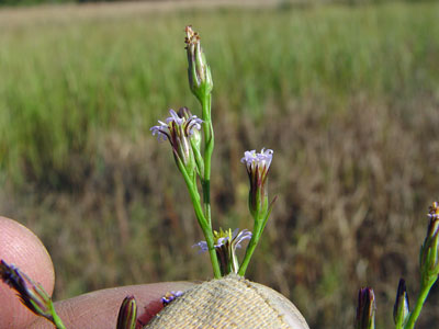 Photo: Symphyotrichum subulatum