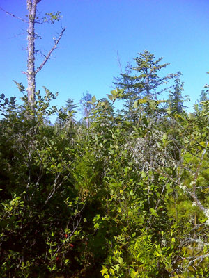 Picture showing Tall Shrub Fen community