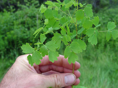 Photo: Thalictrum venulosum