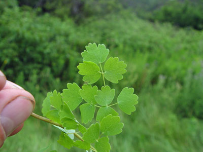 Photo: Thalictrum venulosum