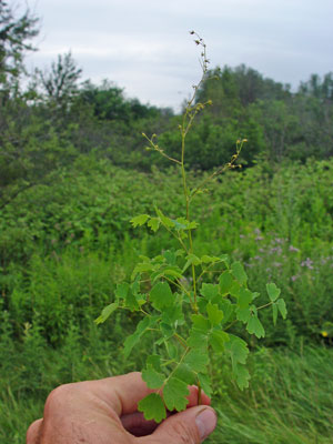 Photo: Thalictrum venulosum