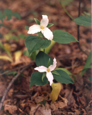 Photo: Trillium grandiflorum