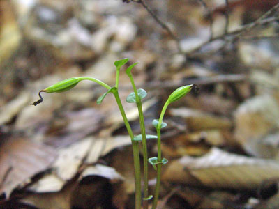 Photo: Triphora trianthophora