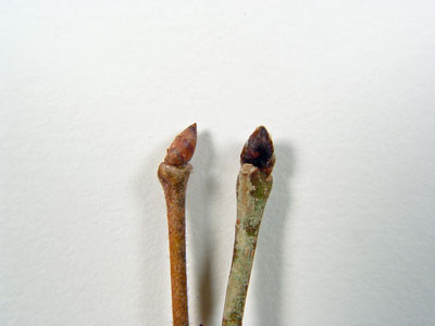 Photo: Ulmus buds: americana (left) and rubra (right)