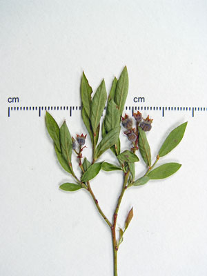 Photo: Vaccinium boreale