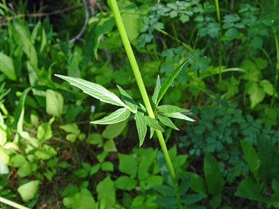 Photo: Valeriana uliginosa leaves