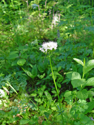 Photo: Valeriana uliginosa