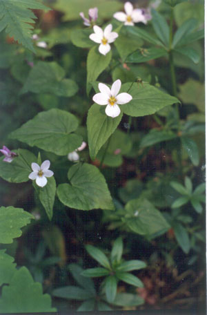 Photo: Viola canadensis