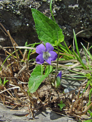 Photo: Viola novae-angliae