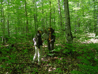 Photo: Ecologists surveying a vegetation transect at Wassataquoik Stream Ecoreserve