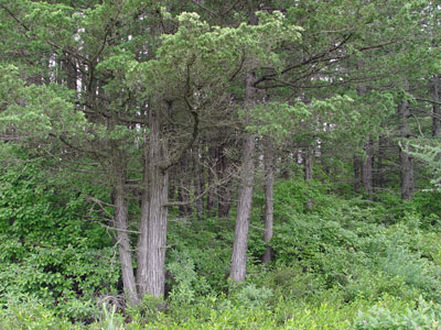 photograph of an Atlantic White Cedar Bog