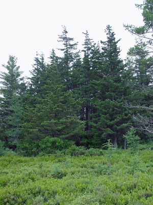 photograph of an atlantic white cedar bog