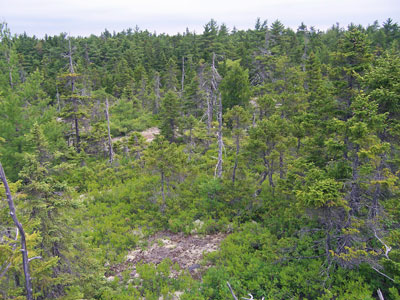 Photo: Spruce - Pine Woodland