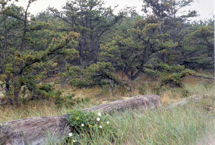 Picture showing Pitch Pine Dune Woodland community