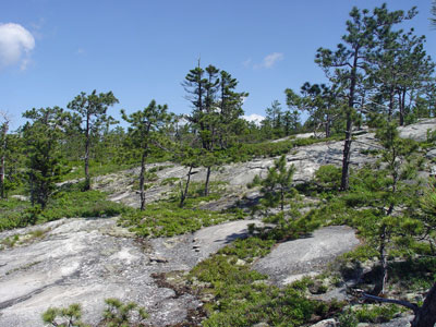Picture showing Red Pine Woodland community