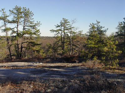 Picture showing Pitch Pine Woodland community