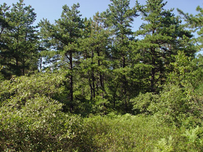 Picture showing Pitch Pine - Scrub Oak Barren community