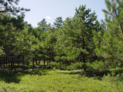 Picture showing Pitch Pine - Heath Barren community