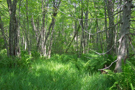 Picture showing Red Maple Fen