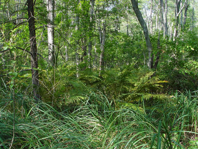 Picture showing Red Maple Swamp community