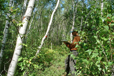 photograph of an ecologist working in an aspen-birch woodland/forest complex