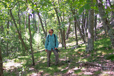 Picture showing Chestnut Oak Woodland