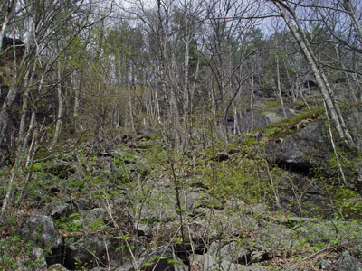 photograph of birch - oak talus woodland