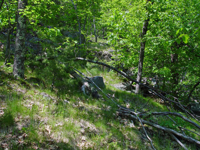 Picture showing Oak - Ash Woodland community