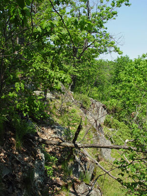 Picture showing Oak - Ash Woodland community